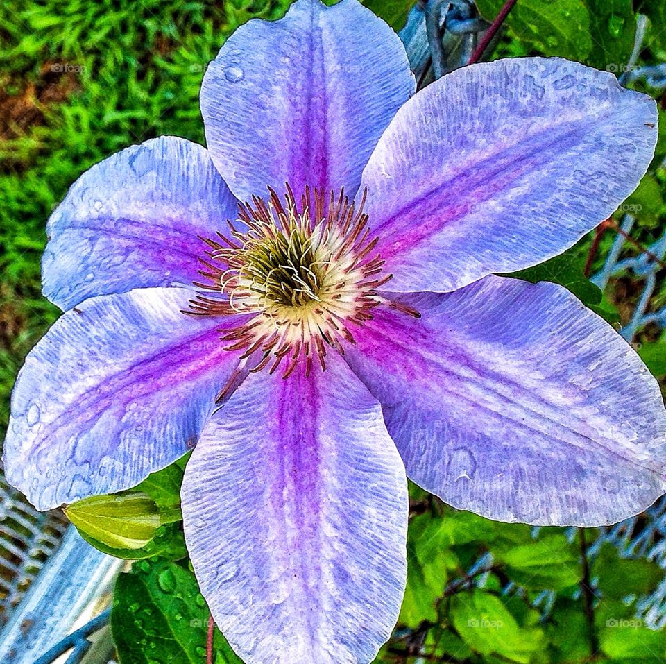 Clematis . Whilst walking the dogs 