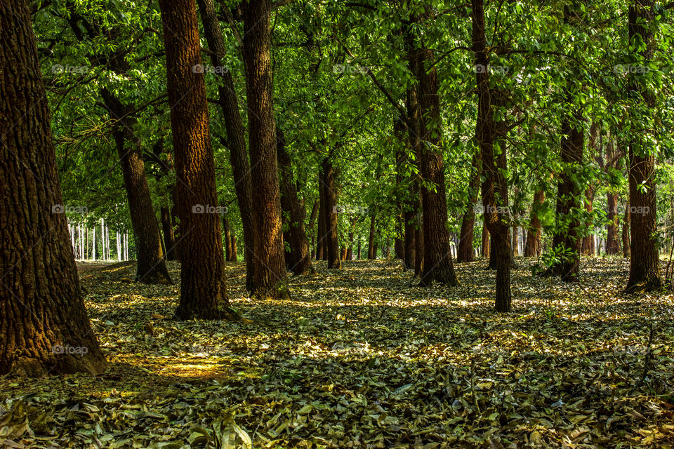 Row of trees in the forest with some fallen leafs