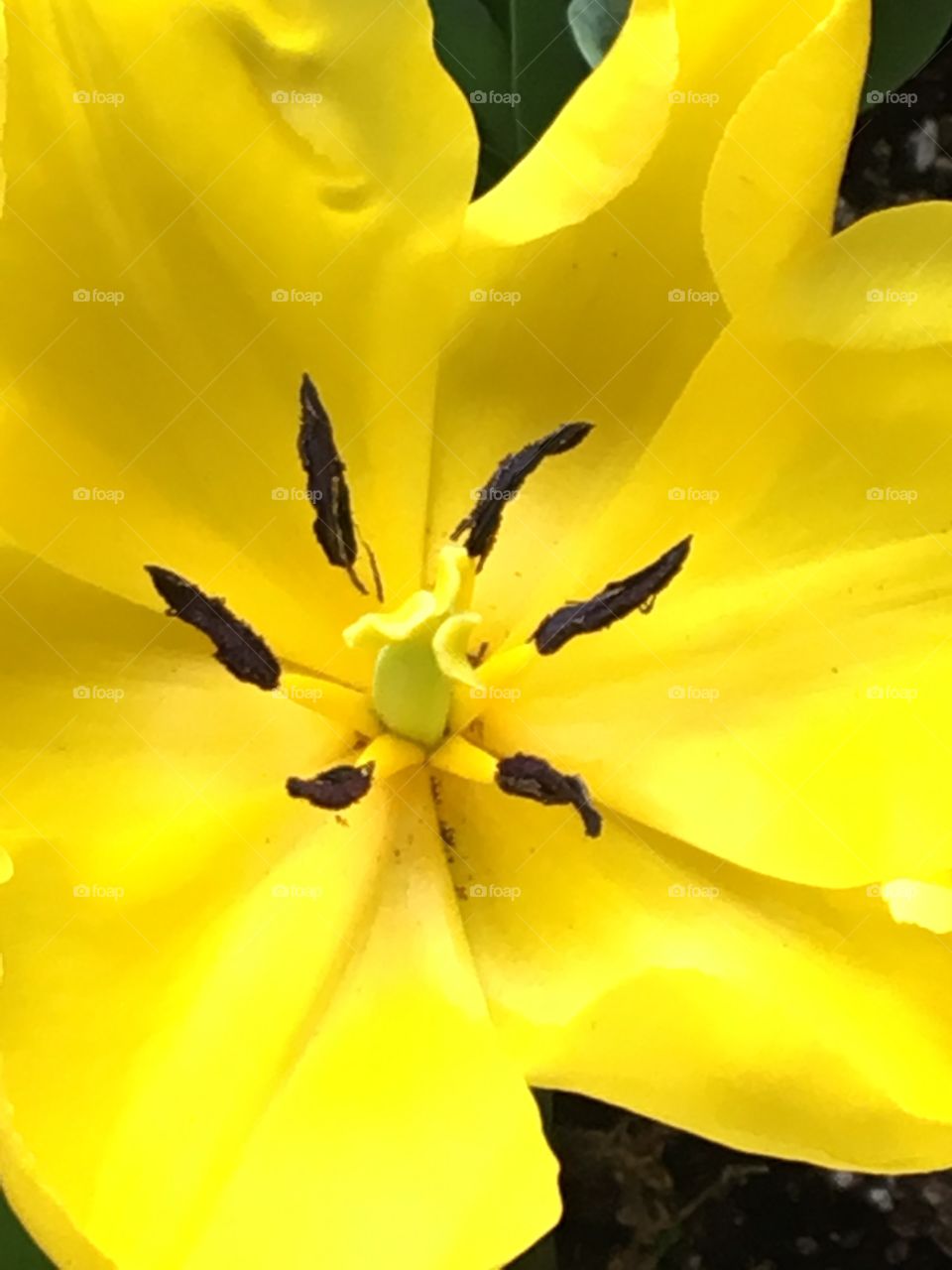 Inside a yellow tulip bowl