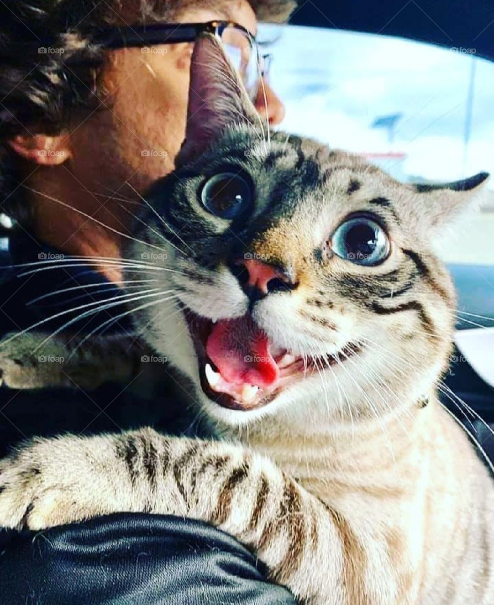 Cat laughing