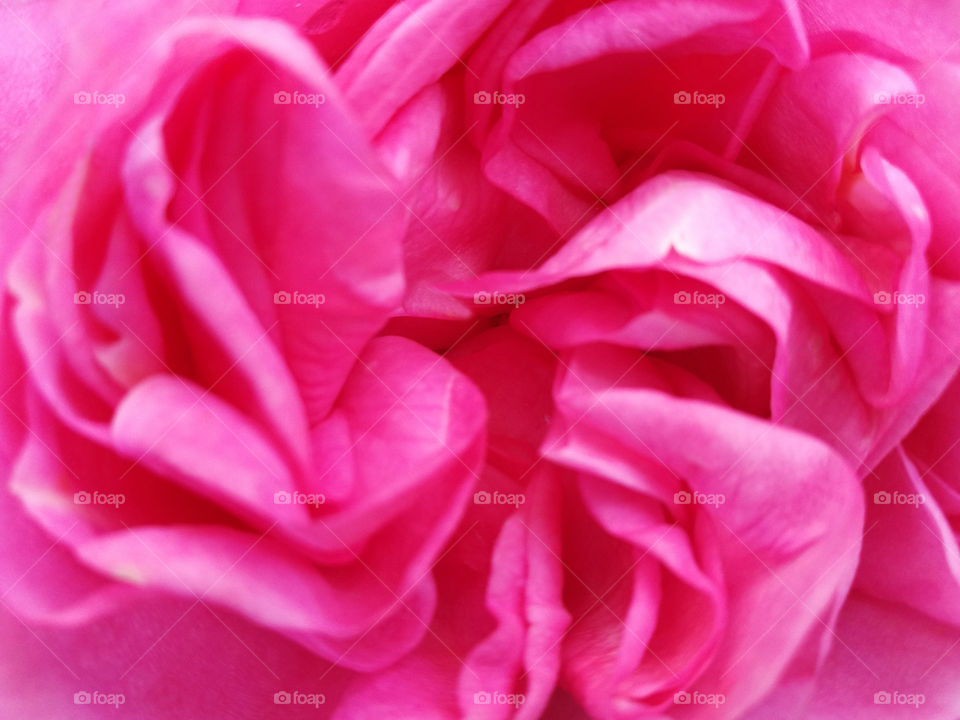Pink rose closeup
