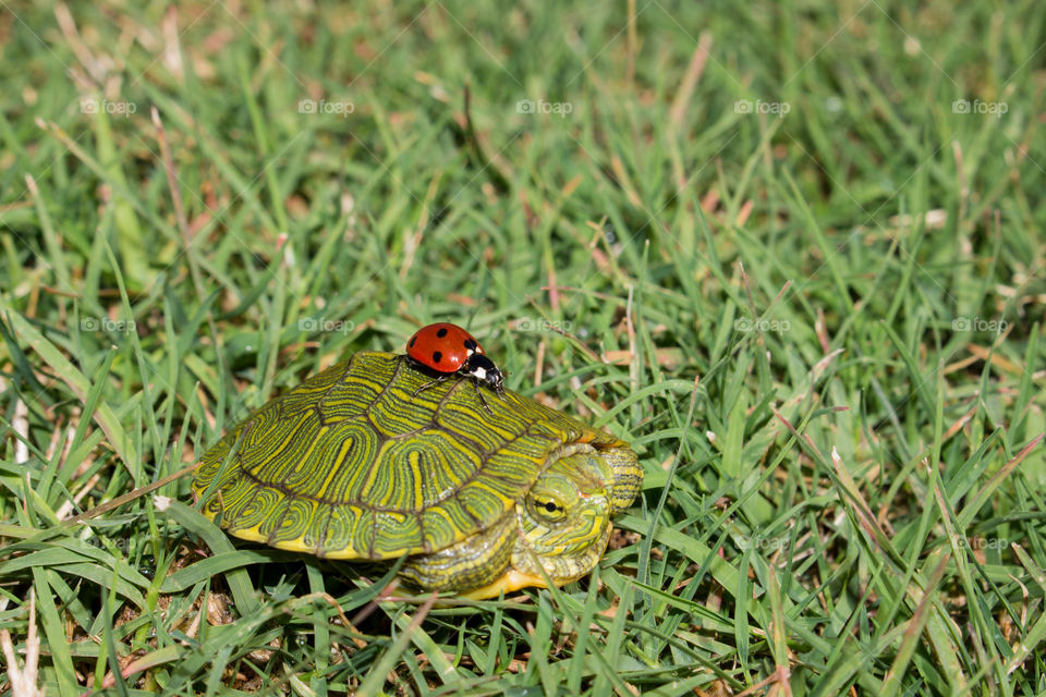 Ladybug on turtle. This is a photograph of a  Ladybug on a Turtle's back.