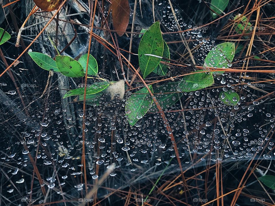 Misty morning dew drops in the woods 