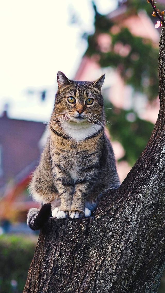 Cat look