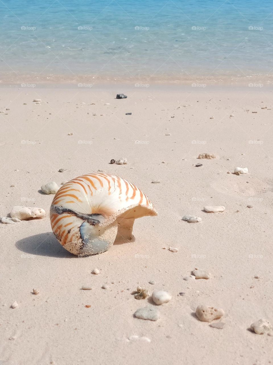 Shell at the beach