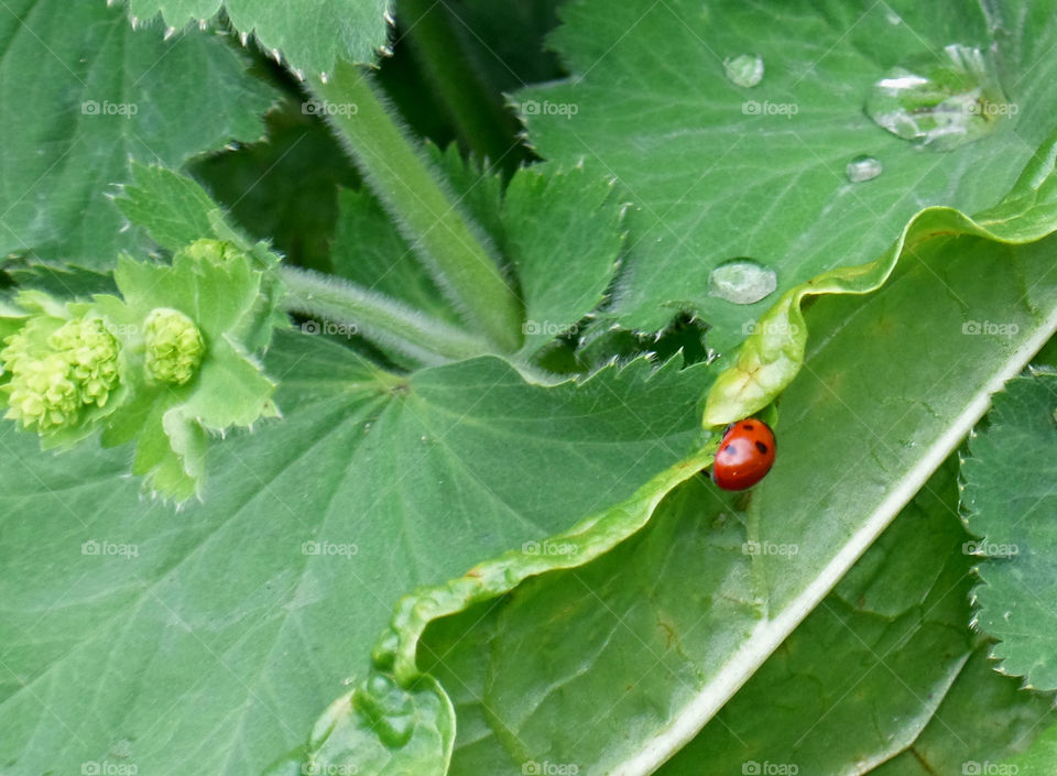 Ladybird taking a morning walk on the green leaf with dew drops