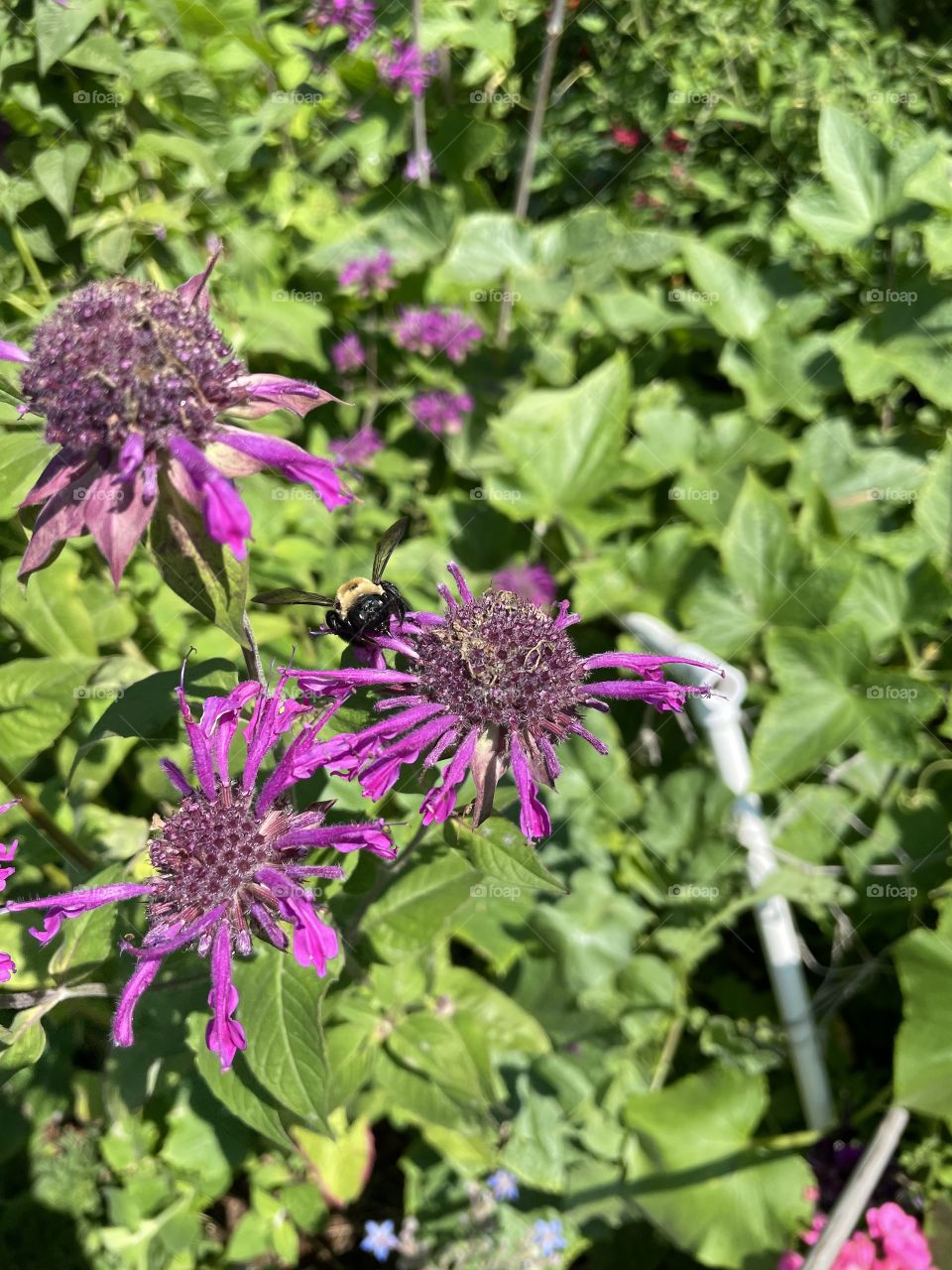 Bombus on beebalm