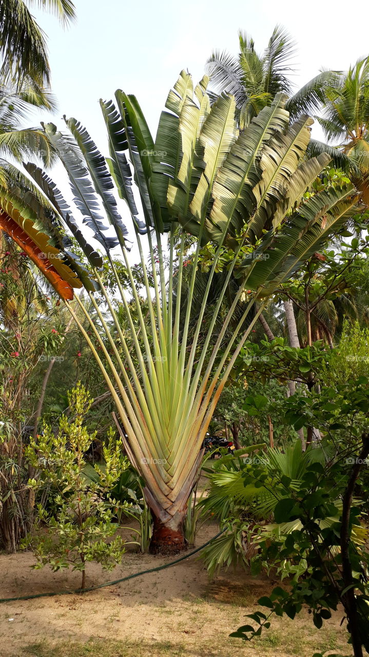 Ravenala is a genus of flowering plants with a single species, Ravenala madagascariensis, commonly known as traveller's tree or traveller's palm, from Madagascar. It is not a true palm but a member of a monocotyledonous flowering plant family, Streli