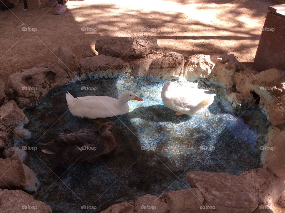 Pond with Duck. Taken in Red Rock and love the duck in the water.