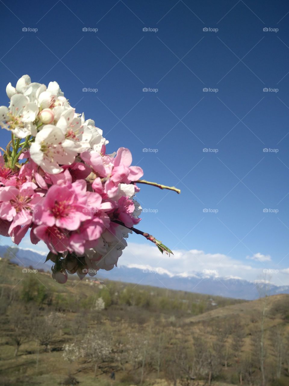 plant potraits flower lover blossoming trees amazing atmosphere environment clean and fresh Air amazing photography 📸 Muneeb bhat