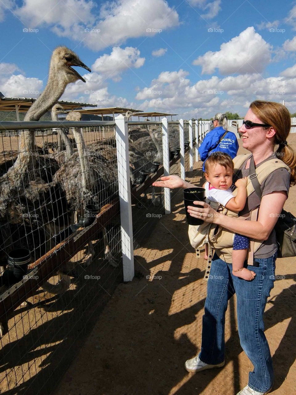 Feeding an ostrich