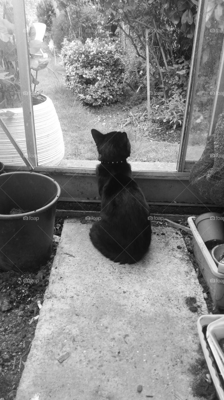 cat in green house