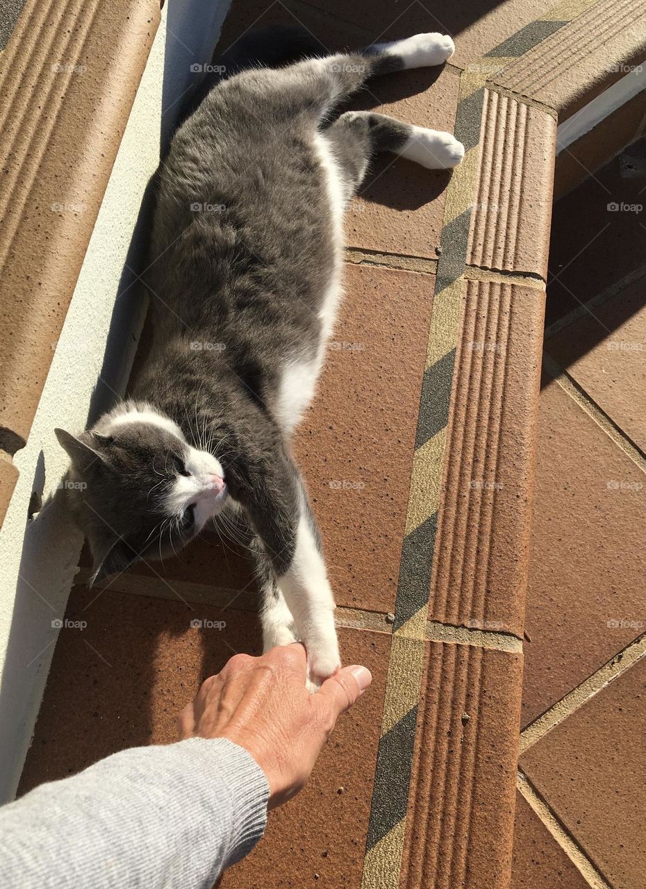 First contact between young cat and human hand