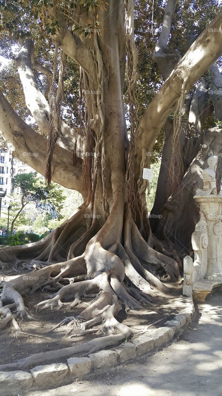 Weird tree in valencia 