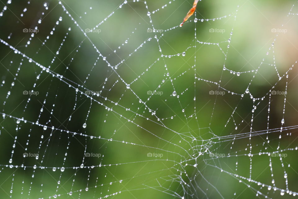 Raindrop hanging on a spiderweb, closeup