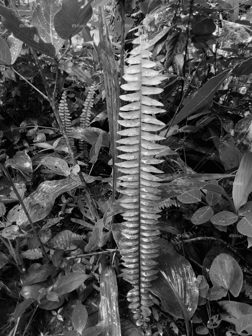 leaf standing out among the rest