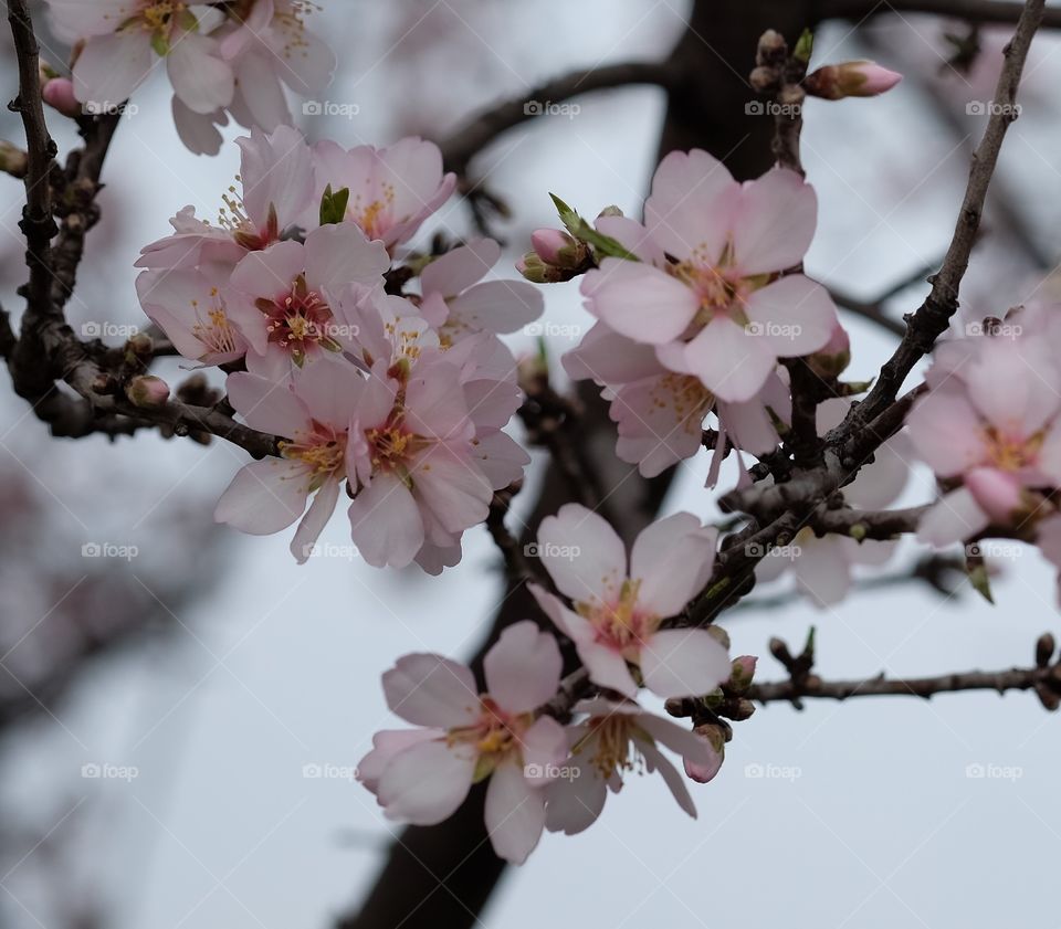 Spring flowers