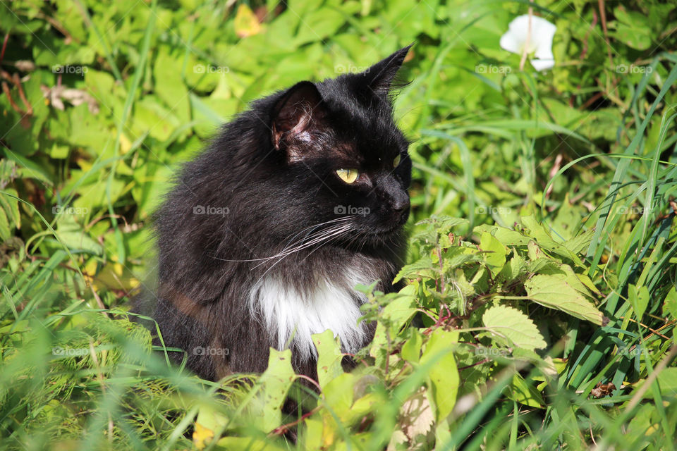 Black cat in grass