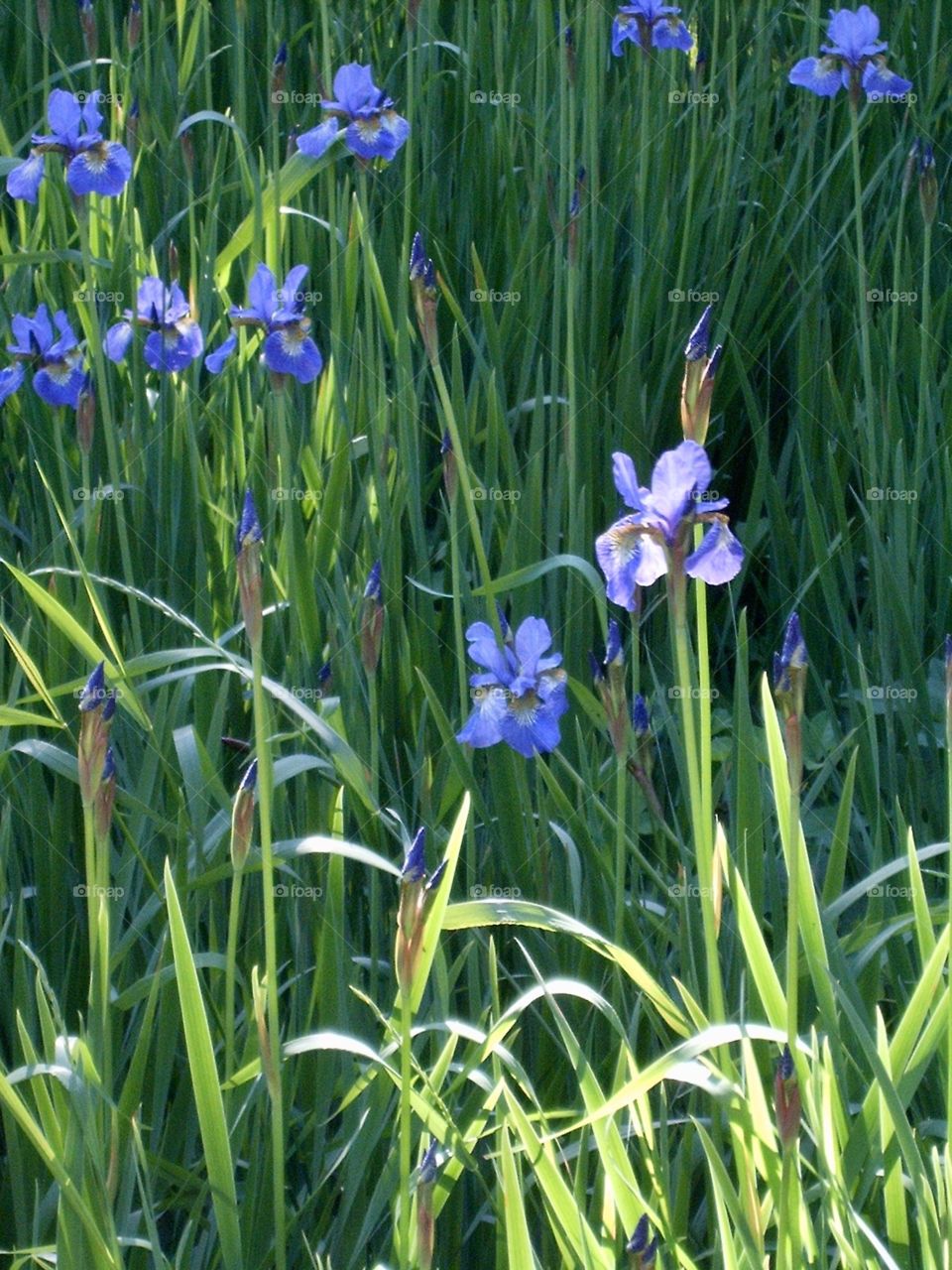 Iris flower 