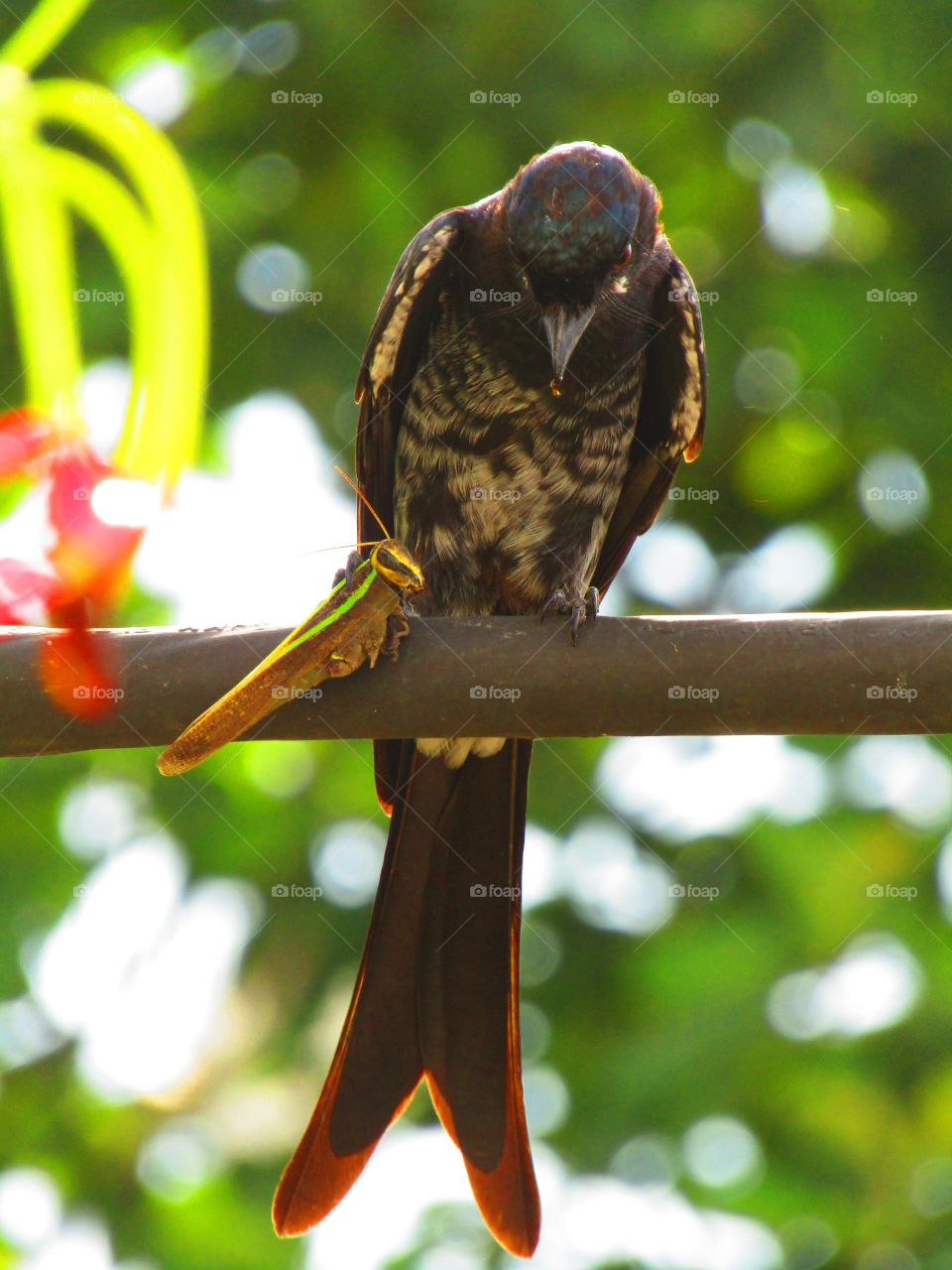Black drongo eating a grasshopper.
The black drongo (Dicrurus macrocercus) is a small Asian passerine bird of the drongo family Dicruridae.
