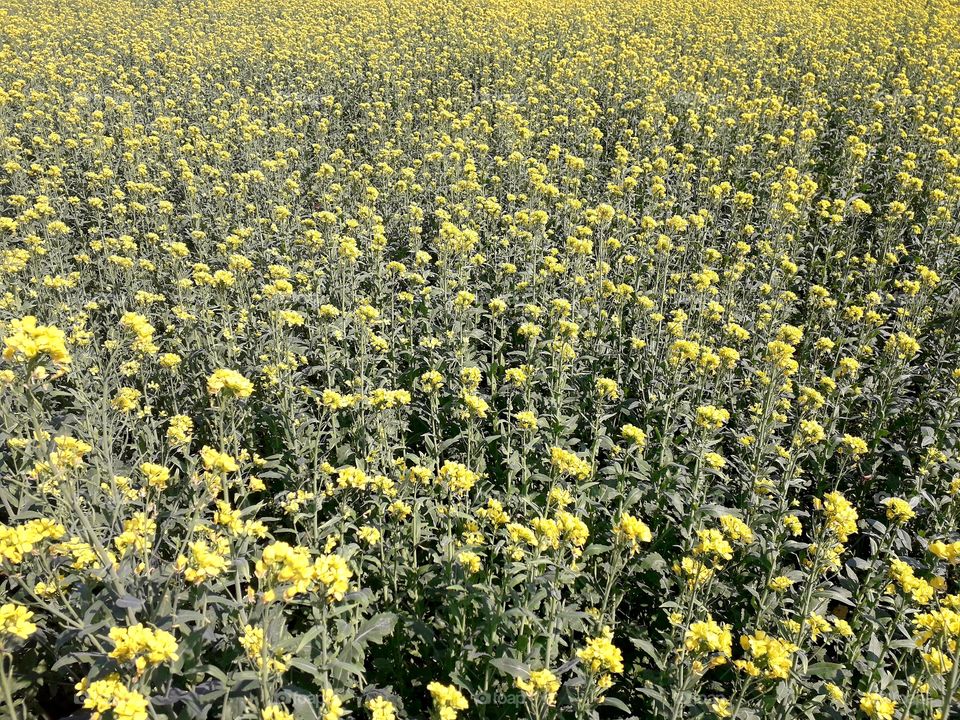 mustard flowers