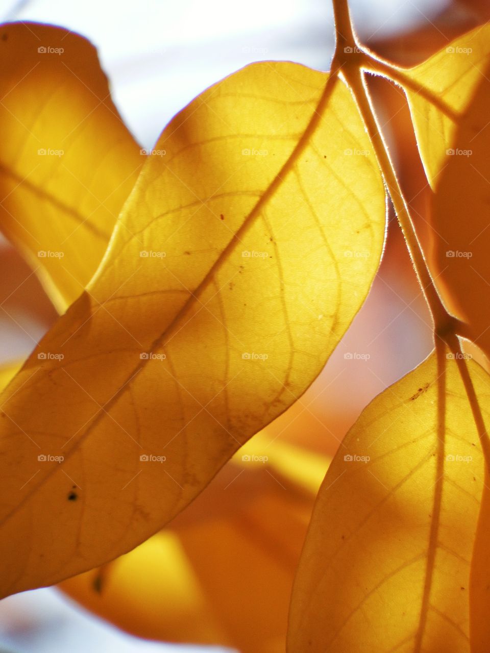 Yellow fall leaves 7. A close up of yellow fall leaves with the sunlight shining through.