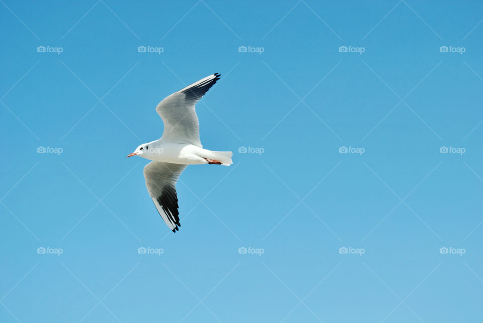 Seagull flying in blue sky