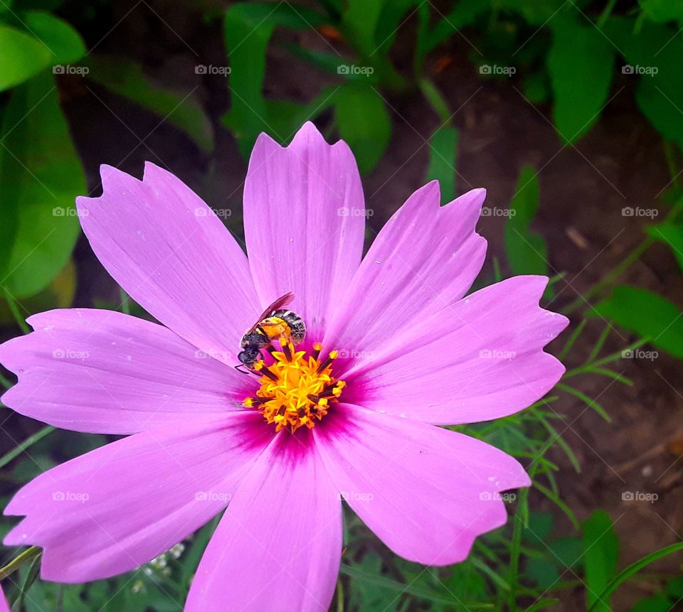 a bee on a flower