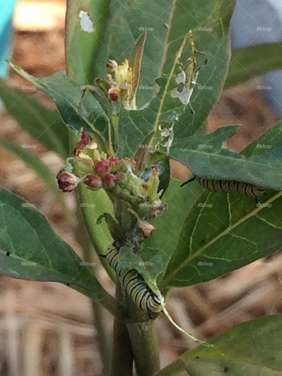 Butterfly weed & Caterpillar