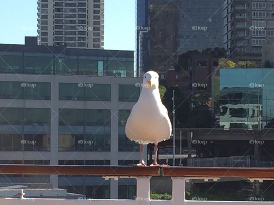 Seagull