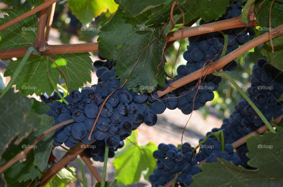 Beautiful Grapes. Grapes ready to be picked.