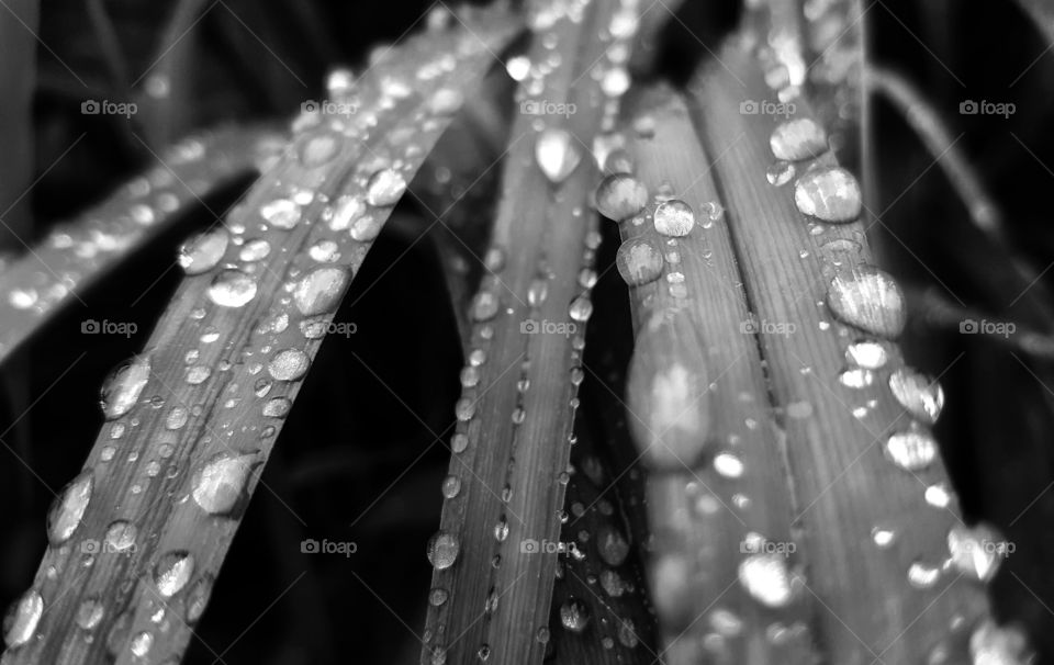 After a summer storm, these droplets formed on grass leaves. This black and white version is fun and peaceful.