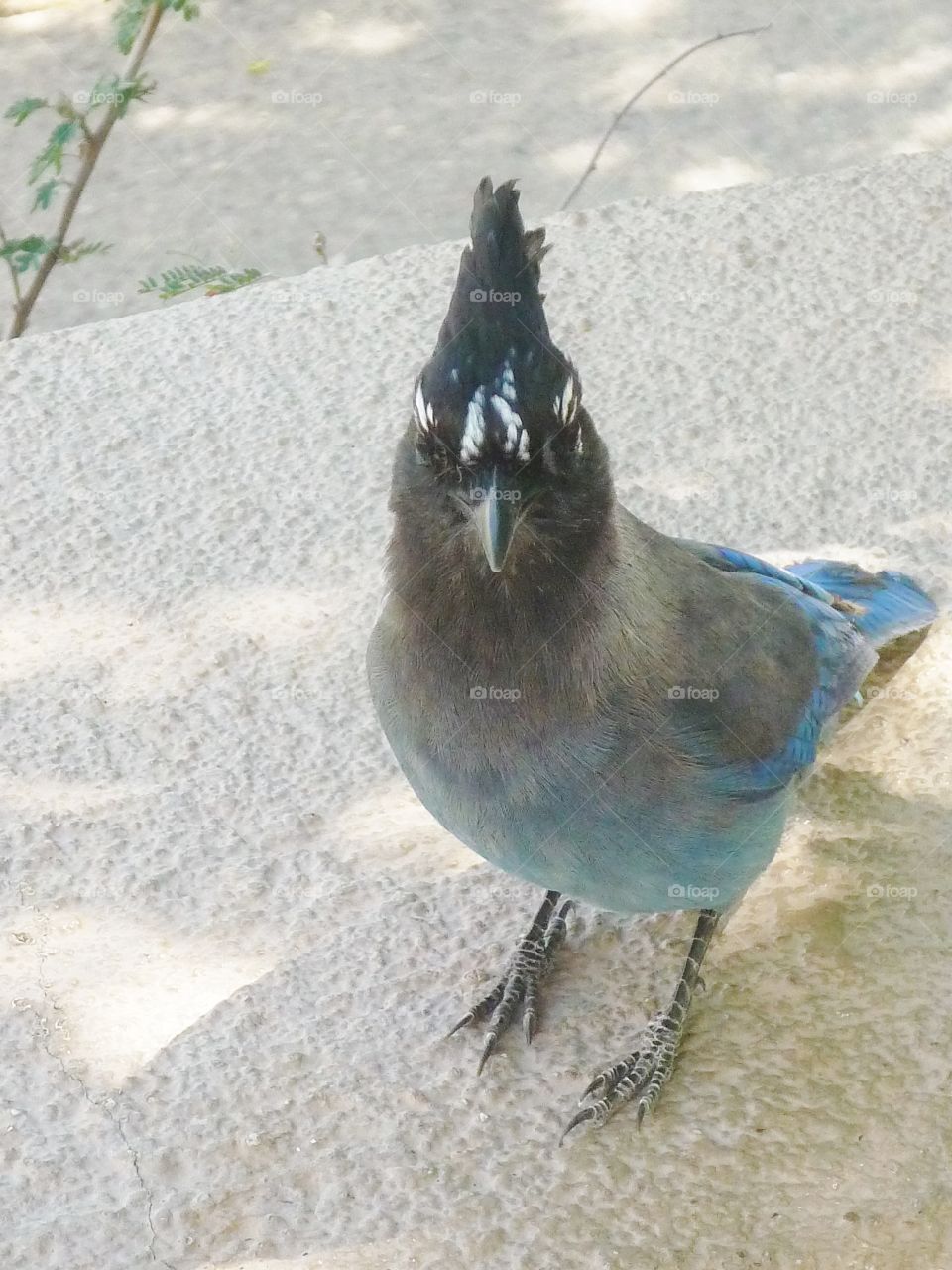 Blue Jay up close