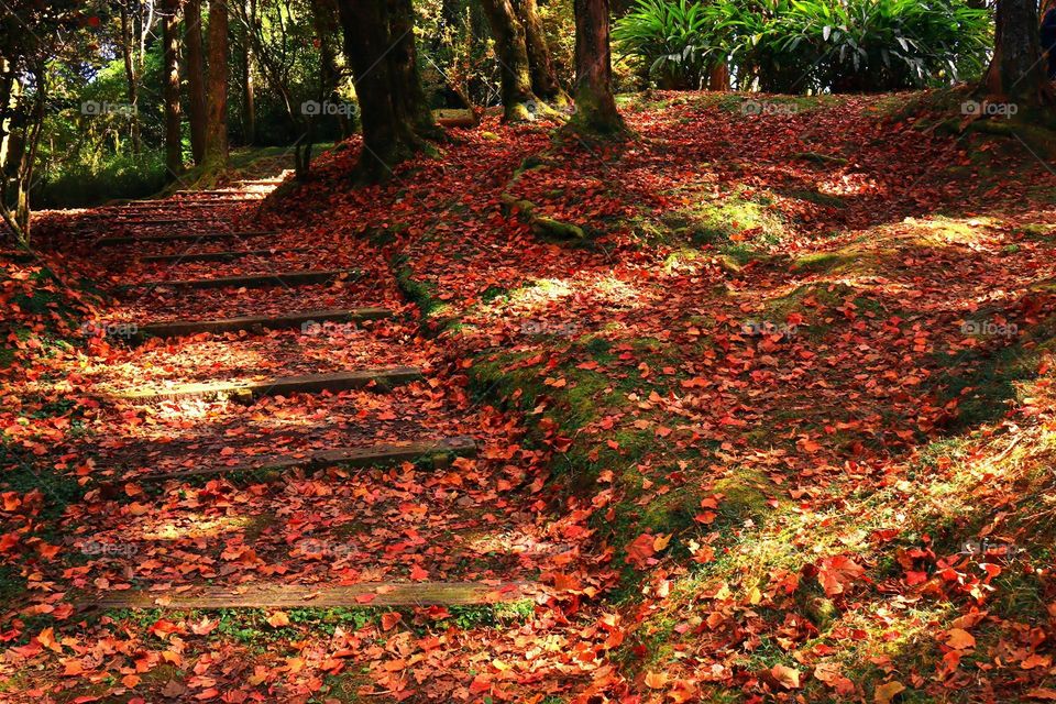 Beautiful red maple leaves