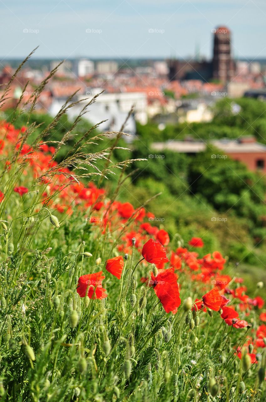 Flower, Nature, Poppy, Summer, No Person