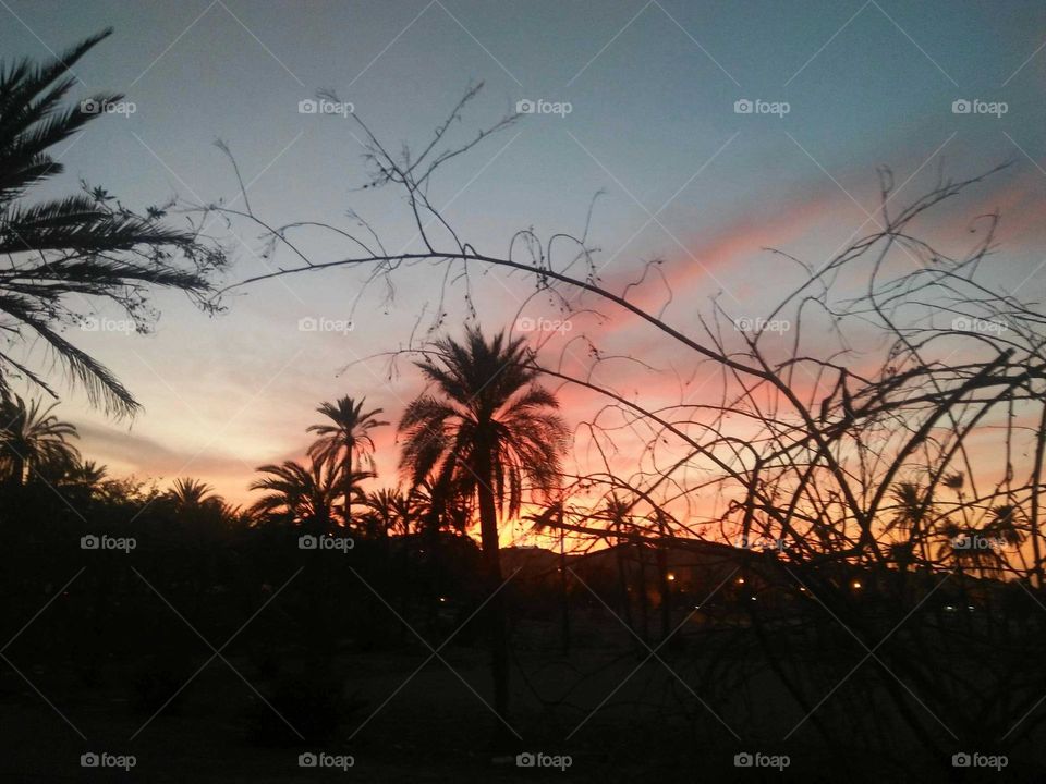 Beautiful palm tree and magic sunset.