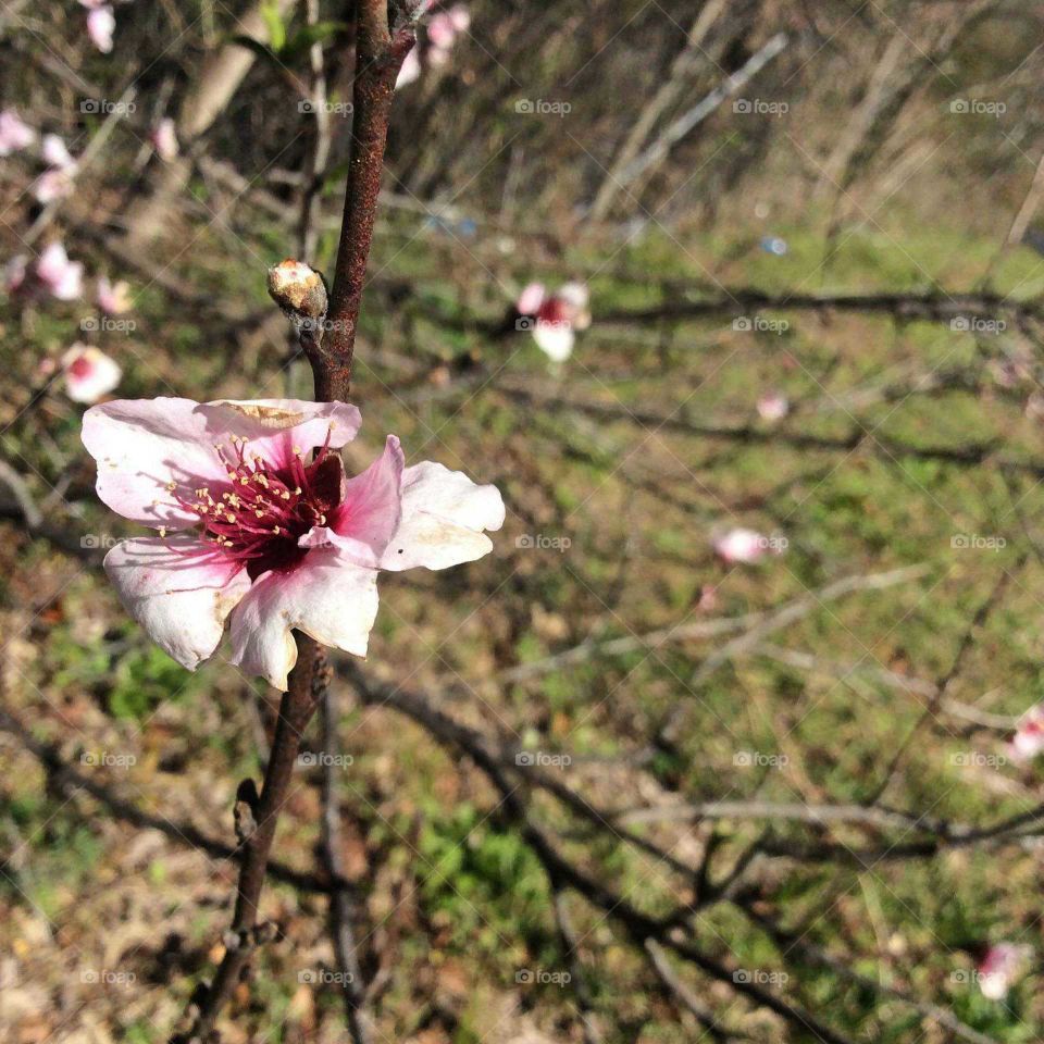 Beautiful Peach Tree Blossom In The Lustrous Sunlight Being Captured Glittering From The Blossom
