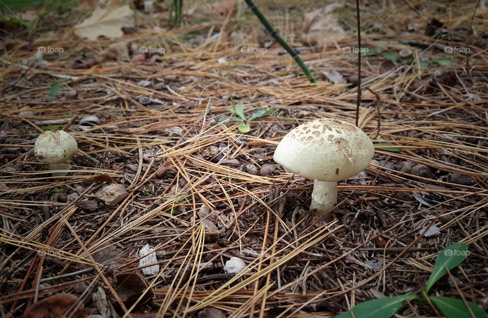 Chubby mushroom