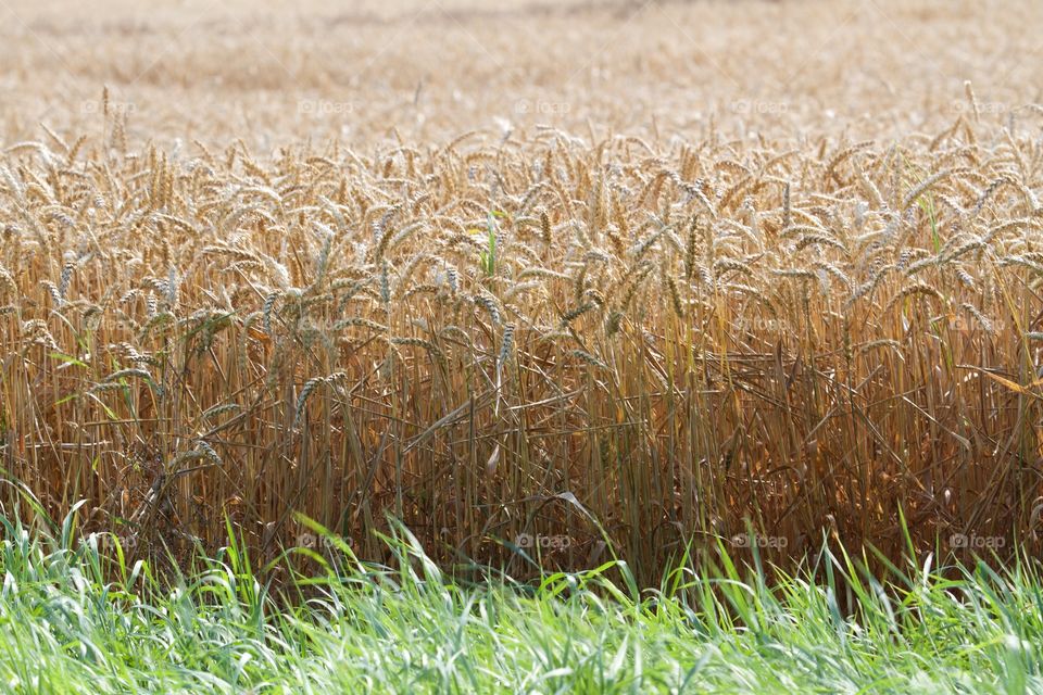 Harvesting time . Harvesting time 