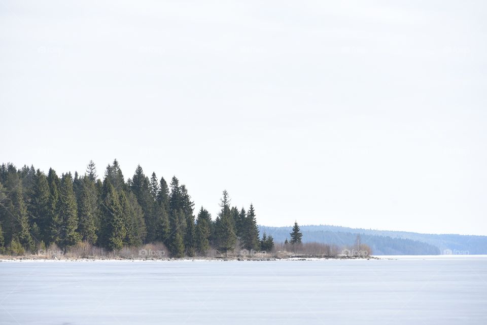 Lake and forest 