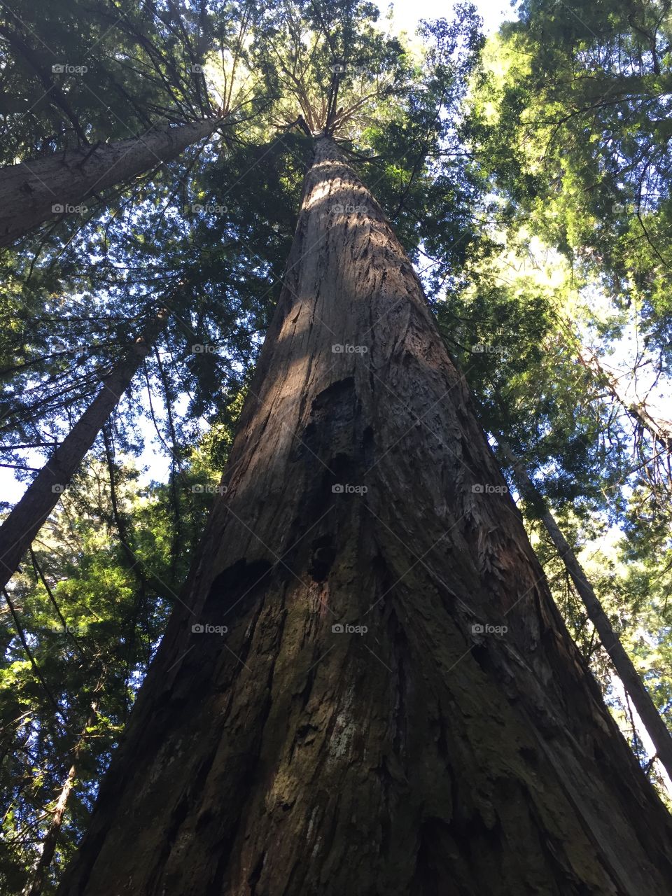 Redwood Trees - Northern California 