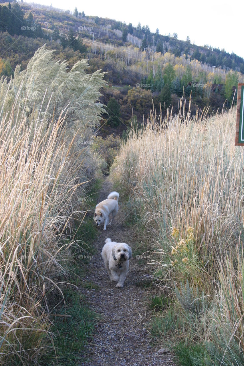 dogs playing