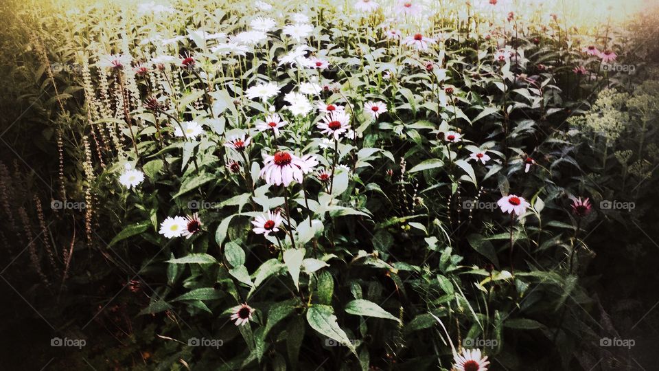 Summer Flowers