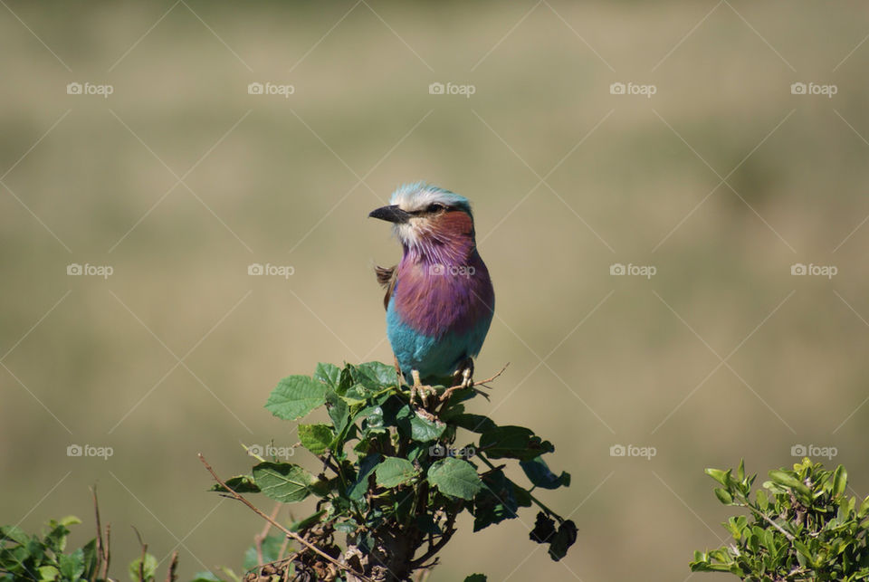 bird africa kenya safari by markfoapp