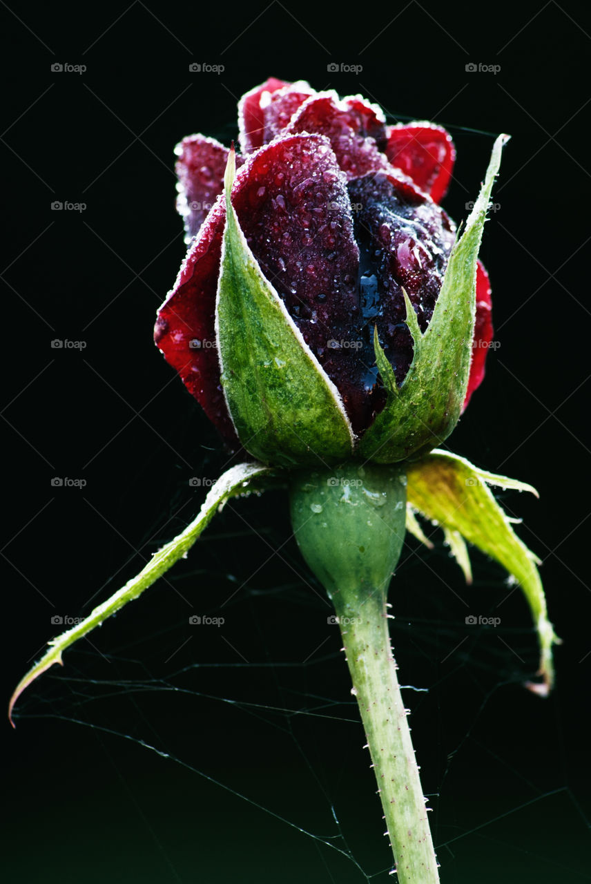 Frozen rose