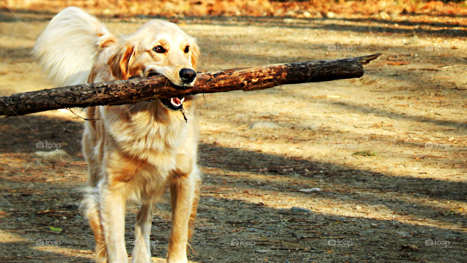 A golden retriever dog carries a very big stick to his owner 