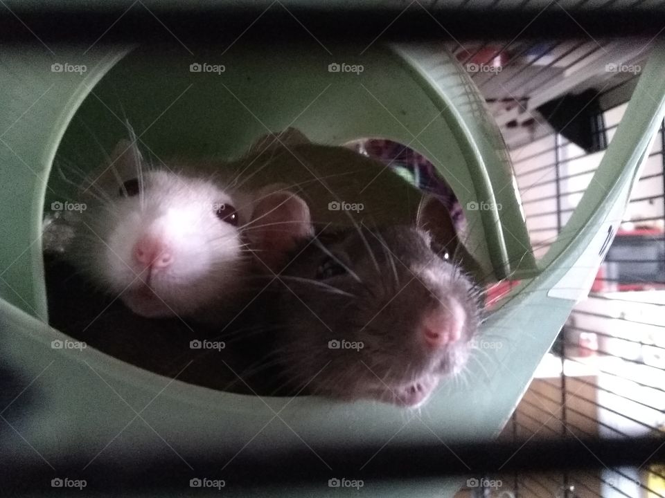 Snuggled in their Sputnick :') Ratty Love!