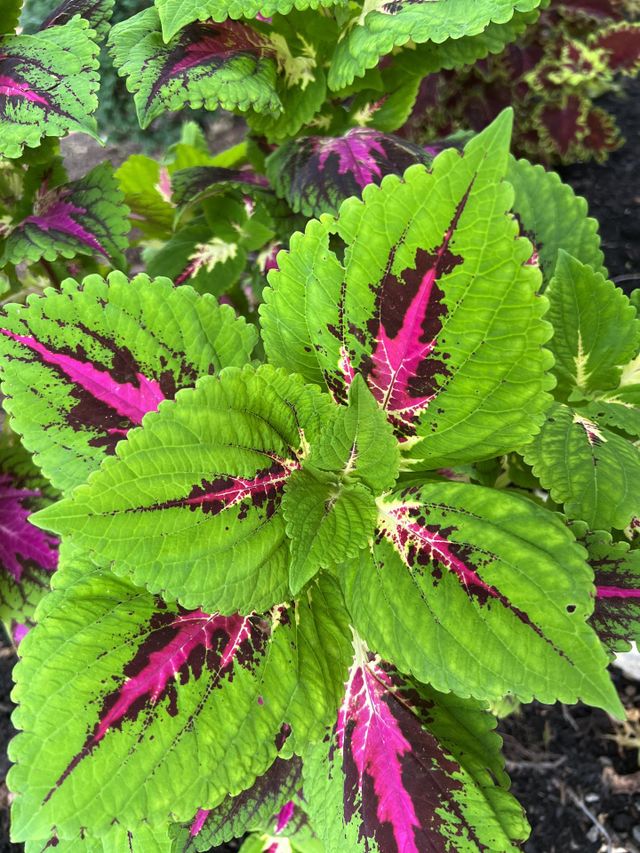 Colorful leaves 