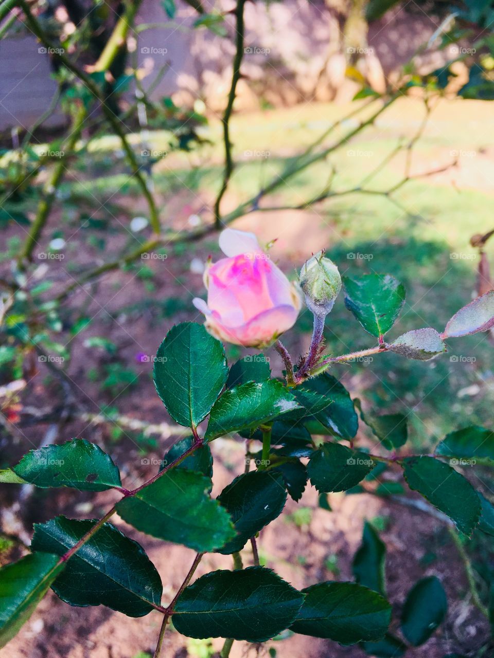 Flores bonitas do jardim. Olha só esse botão de mini-rosa branca com detalhes pink. 