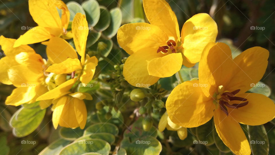 Yellow flowers